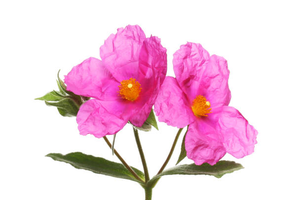 Two magenta cistus flowers isolated against white