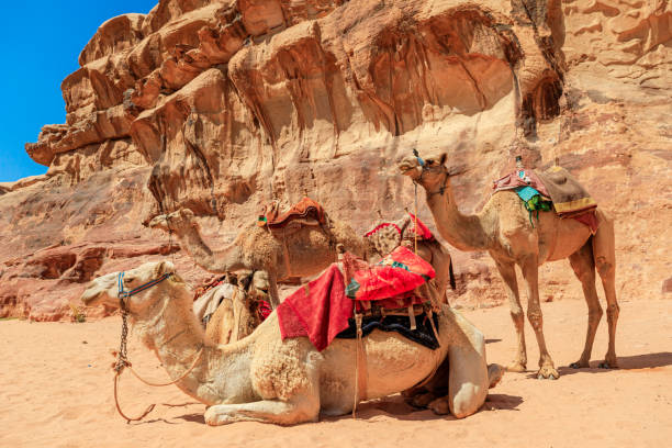 istock Camels resting in Wadi Rum desert, Jordan 2157717509