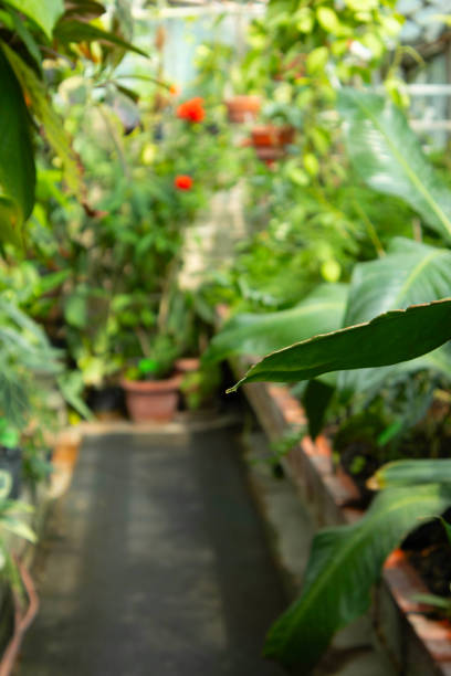 Pathway lined with lush green plants in greenhouse.