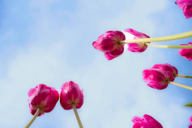 Pink tulips bloom against bright blue sky.