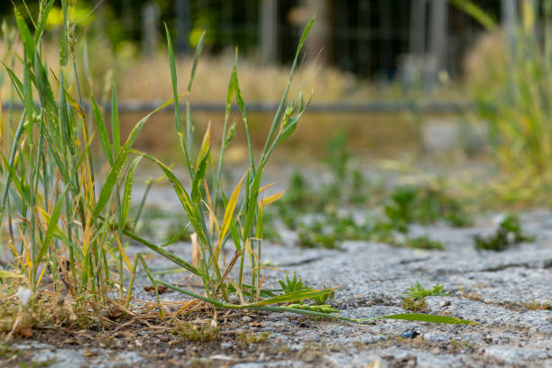 istock patch of grass is growing in a crack in the sidewalk 2157718367