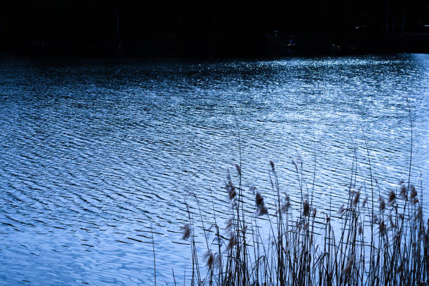 Marshy area with tall grass growing around a calm body of water.