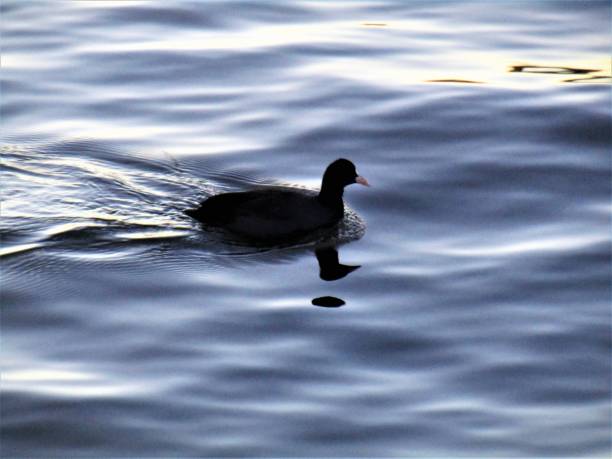 istock Japan. Sunset on the lake. Duck. 2157718999