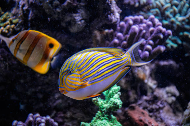 istock Colourful tropical butterflyfish on the coral reef 2157719106