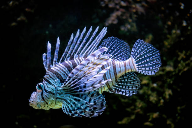 istock Colourful tropical lionfish on the coral reef 2157719114