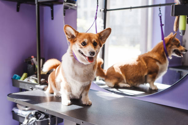 istock Corgi puppy sitting on table at violet grooming salon interior 2157719957