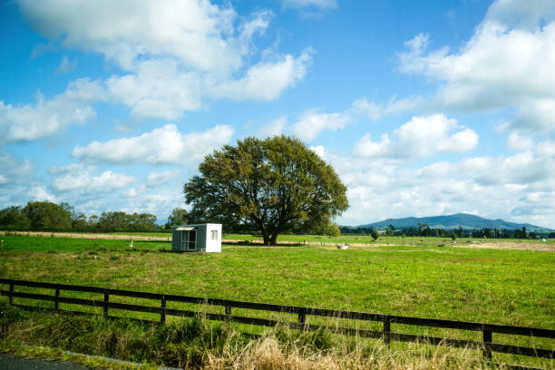 Lonely tree growing on agricultural field in countryside on sunny day