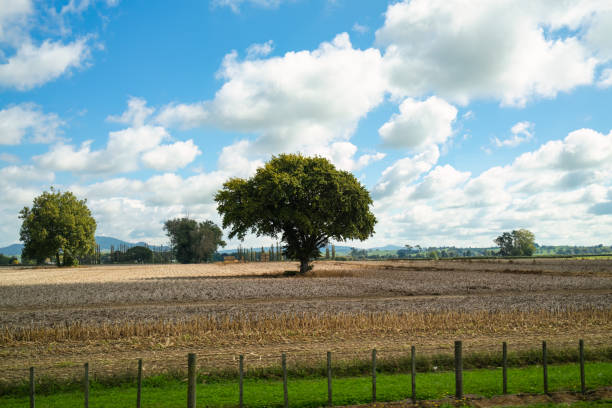 Lonely tree growing on agricultural field in countryside on sunny day