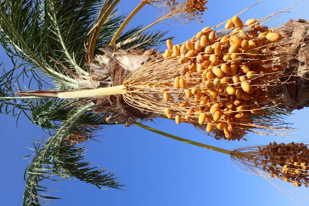 Phoenician palm with green fruits, against the sky at Gerakini beach at Aegean sea. Another palm tree in the background. Sithonia, Halkidiki, Central Macedonia, Greece, Europe.
