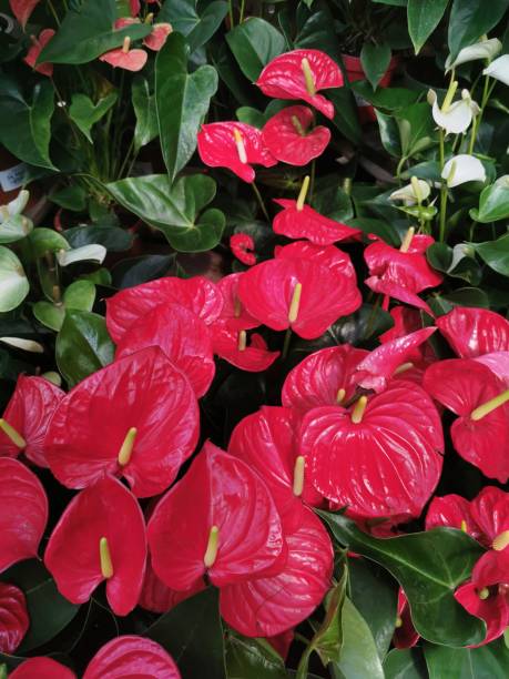 istock anturie flowers collection 2157721272