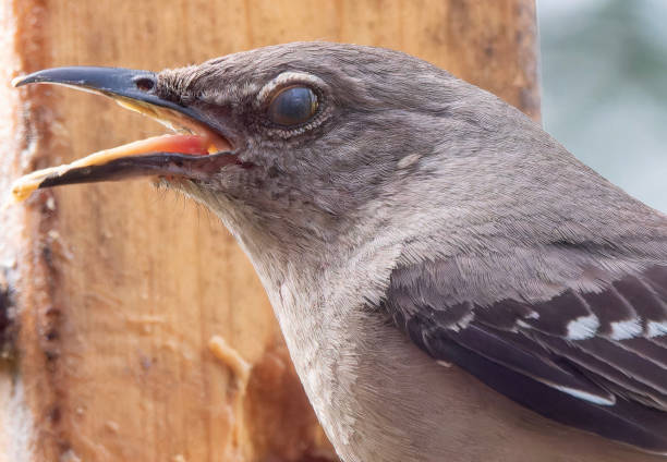 istock A Northern Mockingbird arrives on the deck 2157722587