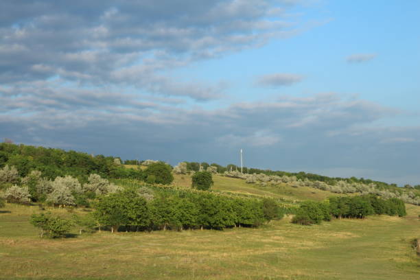 istock A grassy field with trees and bushes 2157723291