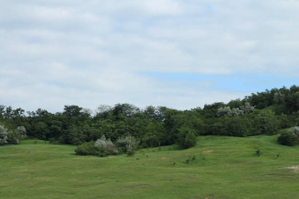 A grassy field with trees in the background. Grass. Outdoor. Sky. Tree. Field