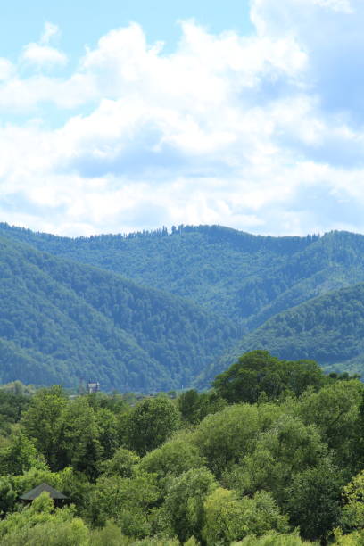 istock A forest with trees and mountains in the background 2157723426