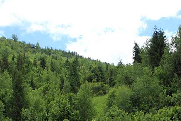 A group of trees in a forest. Tree. Outdoor. Sky. Forest. Plant