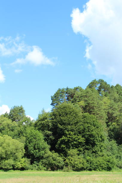 A group of trees with a building in the background. Tree. Outdoor. Sky. Grass. Field