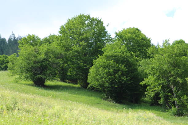 istock A group of trees in a grassy field 2157725792