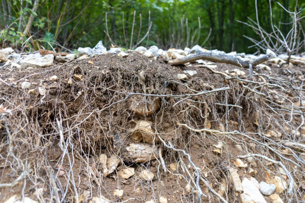 Cross-Section View of Forest Soil Revealing Roots and Rocks