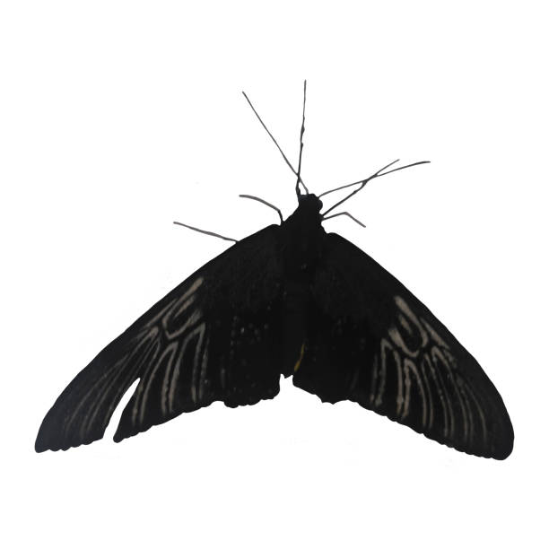 Butterfly Specimen