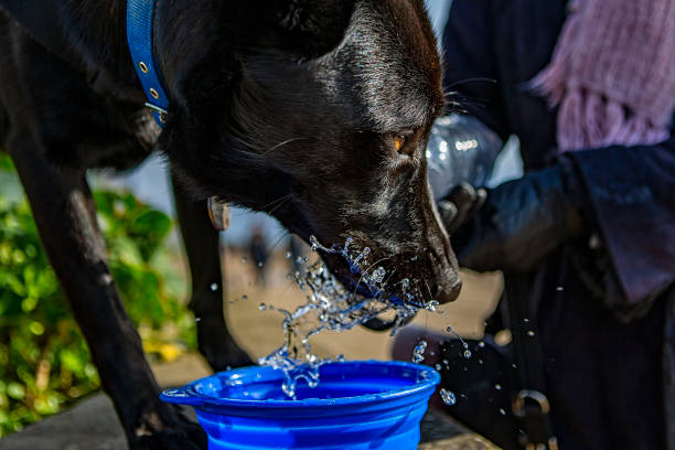The photographer's jet-black Belgian Shepherd Groenendael drinking from a blue bowl with splashing water frozen by shutter speed.