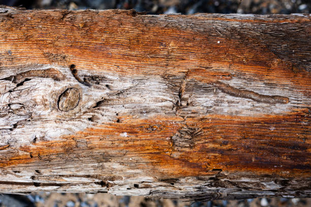 Closeup of old wooden tree bark, showcasing a weathered, rough texture and intricate patterns in brown, timber, and natural grain. This abstract surface detail captures the essence of nature's grunge and rustic beauty