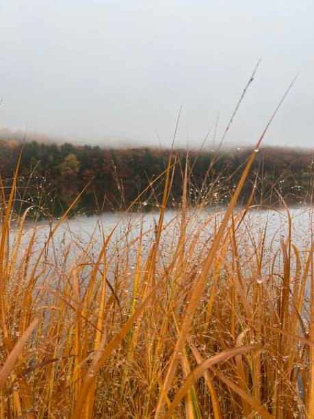 istock Tall dead grass on lake on foggy day 2157727881