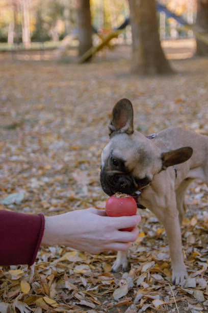 istock dogs playing in the park 2157728752