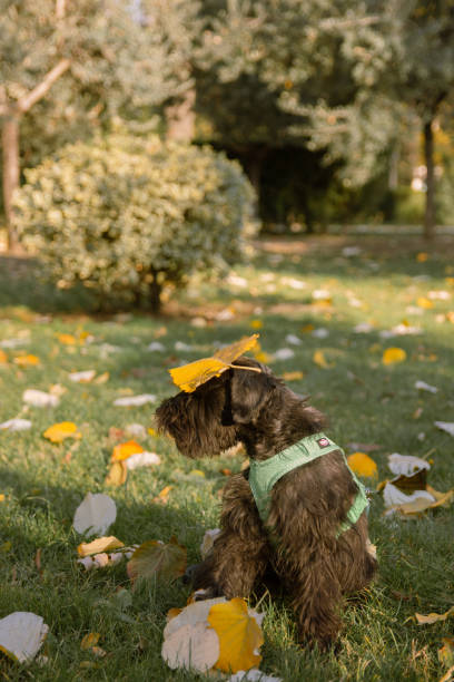 istock dogs playing in the park 2157728757