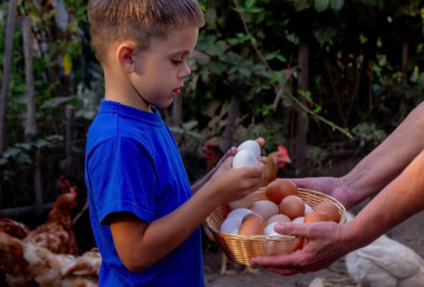 istock child and farmer holding chicken eggs. Selective focus 2157728886