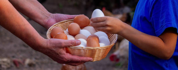 istock child and farmer holding chicken eggs. Selective focus 2157728887