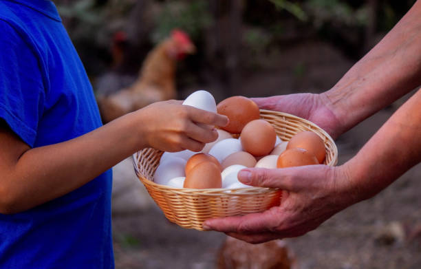 istock child and farmer holding chicken eggs. Selective focus 2157728893