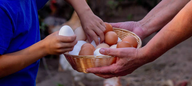istock child and farmer holding chicken eggs. Selective focus 2157728907