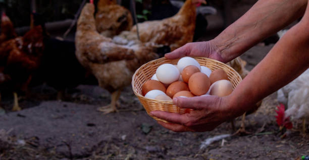 istock child and farmer holding chicken eggs. Selective focus 2157728911