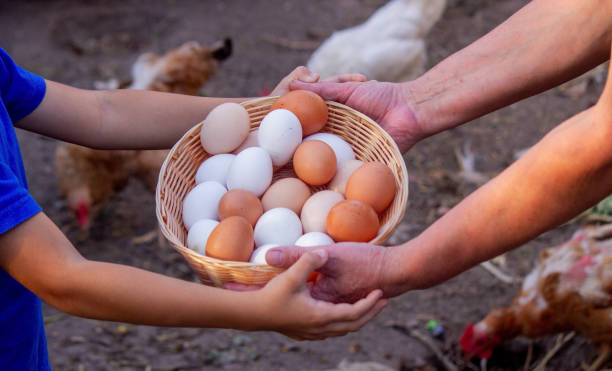 istock child and farmer holding chicken eggs. Selective focus 2157728920