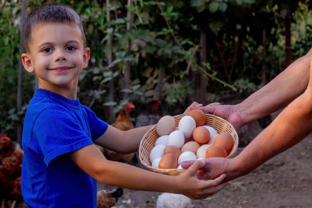 istock child and farmer holding chicken eggs. Selective focus 2157728926