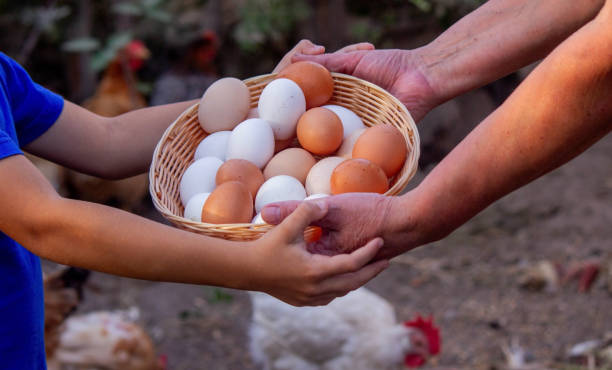 istock child and farmer holding chicken eggs. Selective focus 2157728934