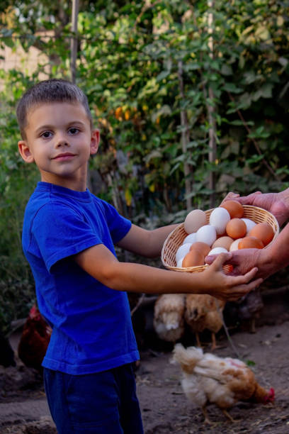 istock child and farmer holding chicken eggs. Selective focus 2157728945
