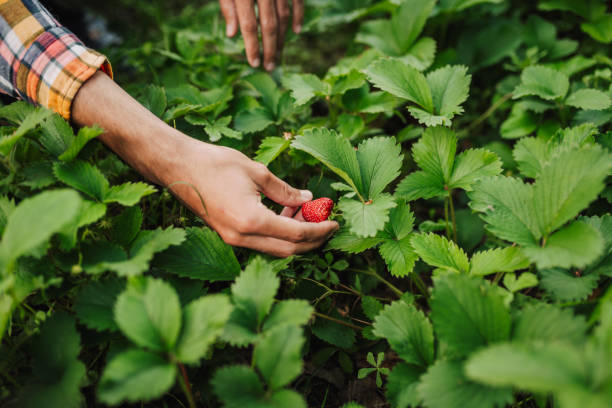 istock It's the Strawberries Season! 2157728989