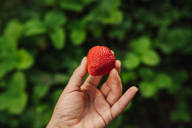istock It's the Strawberries Season! 2157729004