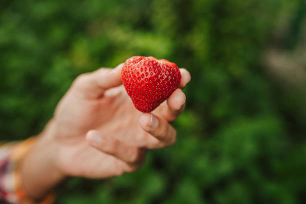 Picking Strawberries Outdoors