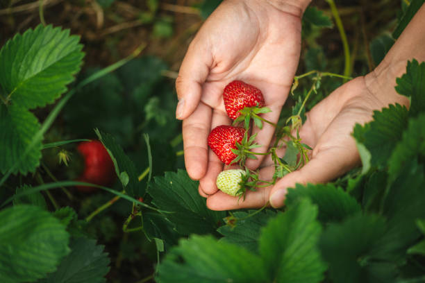 istock It's the Strawberries Season! 2157729023