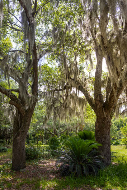 istock Spanish Moss Hanging from Oak Trees in the Sun 2157729285