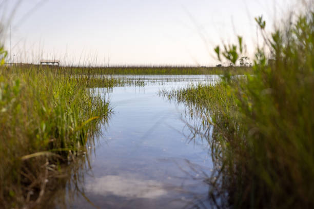 Wetlands at Shem Creek in Charleston, South Carolina