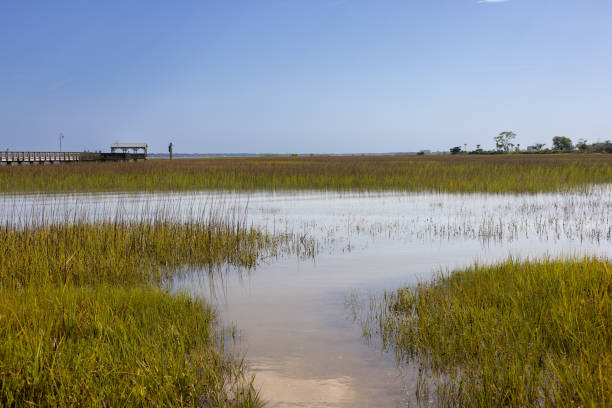 istock Flood Tide in a Charleston, SC Salt Marsh 2157729290
