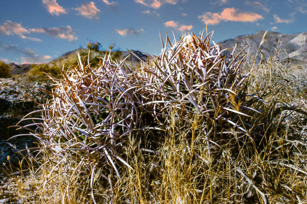 Echinocactus polycephalus, Desert landscape with cacti in the California. Cannonball, Cotton top, Many-headed Barrel Cactus