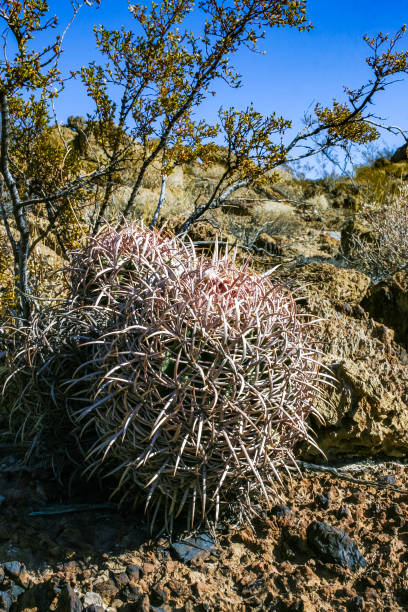 istock Echinocactus polycephalus, Desert landscape with cacti in the California 2157729328