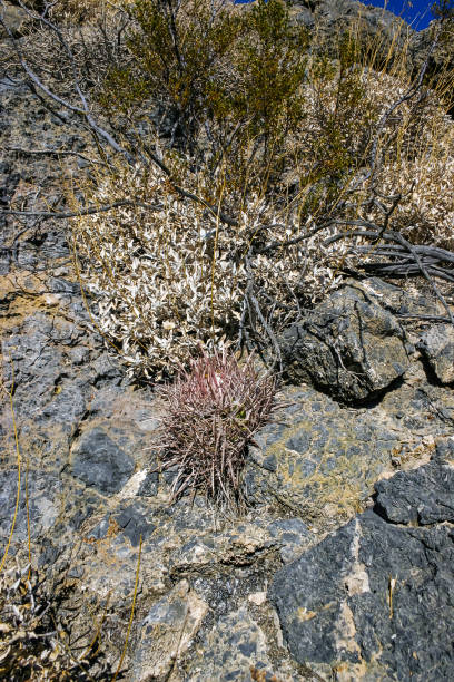 Echinocactus polycephalus, Desert landscape with cacti in the California. Cannonball, Cotton top, Many-headed Barrel Cactus