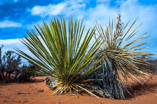 Yucca and desert plants. The Rock formation in the Glen canyon, sandstone formations, USA