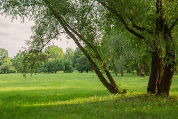 summer landscape with sunny meadow and tree
