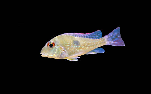 istock Red Head Tapajos freshwater fish - Geophagus sp. 2157730840
